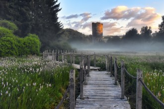 Path to the castle at sunrise with fog and flower meadow, Rhineland-Palatinate, Germany
