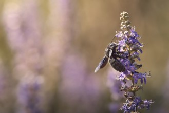 Violet carpenter bee (Xylocopa violacea) on a flower, Rhineland-Palatinate, Germany