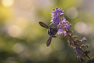 Violet carpenter bee (Xylocopa violacea) on a flower, Rhineland-Palatinate, Germany