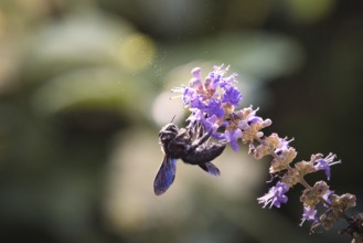Violet carpenter bee (Xylocopa violacea) on a flower, Rhineland-Palatinate, Germany