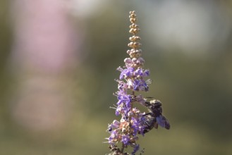 Violet carpenter bee (Xylocopa violacea) on a flower, Rhineland-Palatinate, Germany