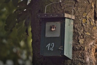 Garden dormouse (Eliomys quercinus) in bird house, looking out, Rhineland-Palatinate, Germany