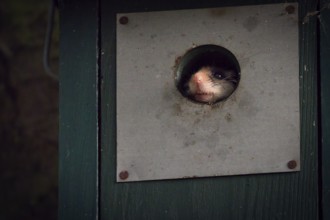 Garden dormouse (Eliomys quercinus) in bird house, looking out, Rhineland-Palatinate, Germany