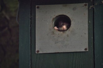 Garden dormouse (Eliomys quercinus) in bird house, looking out, Rhineland-Palatinate, Germany