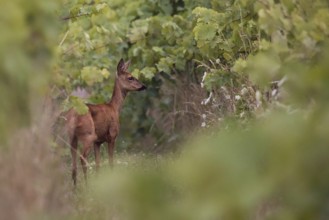 Roe deer (Capreolus capreolus) standing in a vineyard, Rhine-Hesse region, Germany