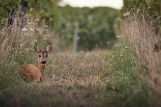 Roe deer (Capreolus capreolus) lying in the grass in a vineyard, Rhine-Hesse region, Germany