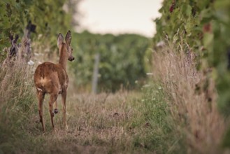 Roe deer (Capreolus capreolus) running in the vineyard, Rhine-Hesse region, Germany