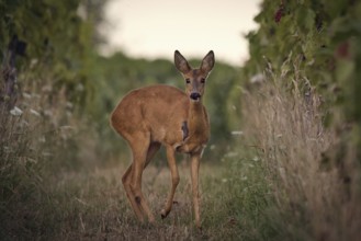 Roe deer (Capreolus capreolus) standing in a vineyard, Rhine-Hesse region, Germany