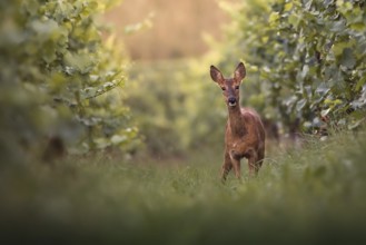 Roe deer (Capreolus capreolus) standing in a vineyard, Rhine-Hesse region, Germany