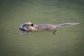 Nutria (Myocastor coypus) swimming in a river and eating a chestnut, Rhineland-Palatinate, Germany