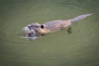 Nutria (Myocastor coypus) swimming in a river and eating a chestnut, Rhineland-Palatinate, Germany