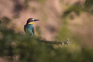 Bee-eater (Merops apiaster) sitting on a branch, Rhineland-Palatinate, Germany
