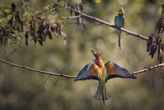 Two bee-eaters (Merops apiaster) sitting on a branch with outstretched wings, Rhineland-Palatinate,