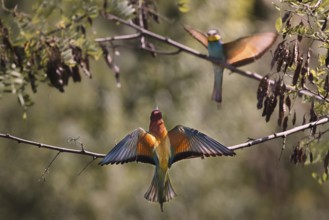 Two bee-eaters (Merops apiaster) sitting on a branch with outstretched wings, Rhineland-Palatinate,
