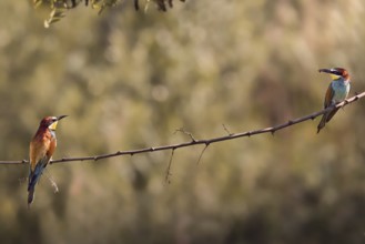 Two bee-eaters (Merops apiaster) sitting on a branch, Rhineland-Palatinate, Germany