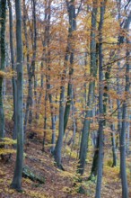 Autumn forest with tall trees and colourful foliage covering the forest floor, Ybbstal Mostviertel