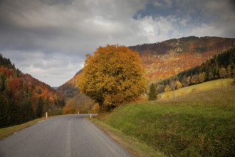 Autumn landscape with a winding road leading through colourful forests and rolling hills, Ybbstal