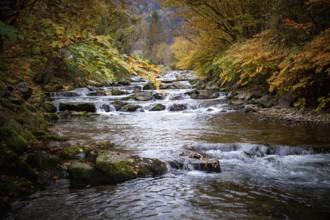 A shallow river with flowing water and colourful autumn leaves on the banks, Ybbstal Mostviertel