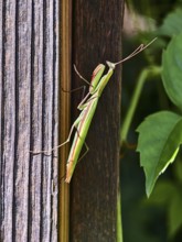 A praying mantis sits on a wooden post next to green plants, Weinviertel Lower Austria Austria