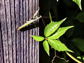 A praying mantis climbs a wooden post next to bright green leaves, Weinviertel Lower Austria