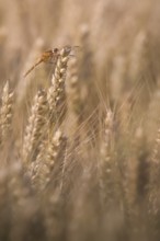 Scarlet Dragonfly (Crocothemis erythraea) in a wheat field, Rhineland-Palatinate, Germany