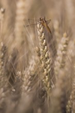 Scarlet Dragonfly (Crocothemis erythraea) in a wheat field, Rhineland-Palatinate, Germany