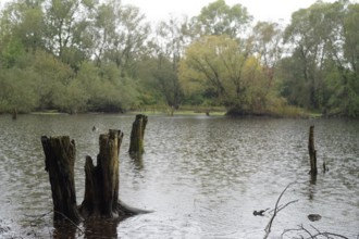 Heavy rain fills the Heidsee lake with water again after the summer in early autumn, pond, natural