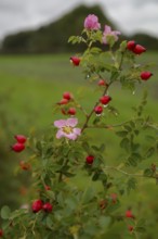 So-called second bloom on the rose hip as a natural phenomenon, dog rose (Rosa canina), weather