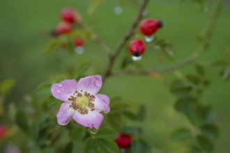 So-called second bloom on the rose hip as a natural phenomenon, dog rose (Rosa canina), weather