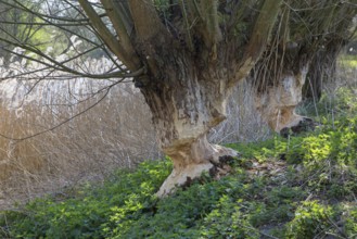 Two tree trunks of pollard willows showing teeth marks and wood chips from gnawing by Eurasian