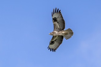 Common buzzard (Buteo buteo) in flight soaring against blue sky