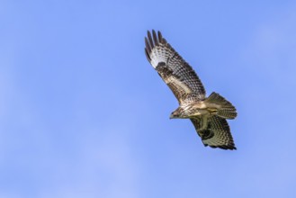 Common buzzard (Buteo buteo) juvenile in flight soaring against blue sky