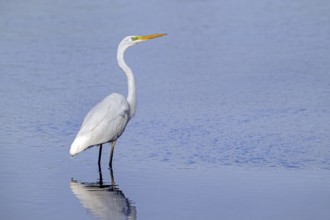 Great white egret, great egret (Ardea alba) non-breeding adult foraging in shallow water of pond in