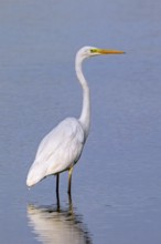 Great white egret, great egret (Ardea alba) non-breeding adult foraging in shallow water of pond in