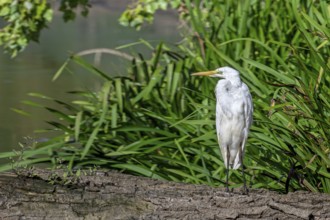Great white egret, great egret (Ardea alba) non-breeding adult resting on fallen tree trunk in pond