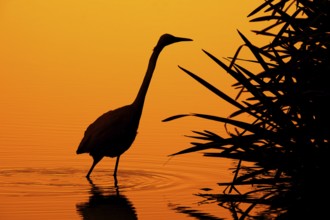 Great white egret, great egret (Ardea alba) silhouetted fishing in shallow water of pond with