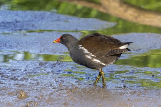 Eurasian common moorhen, waterhen (Gallinula chloropus) foraging in the mud along pond in marshland