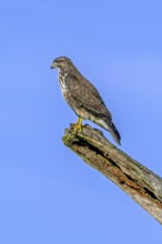 Common buzzard (Buteo buteo) perched on dead tree trunk against blue sky