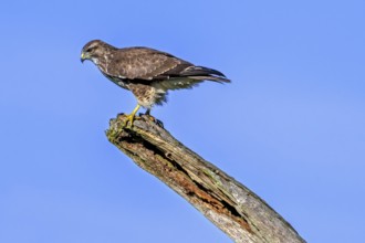 Common buzzard (Buteo buteo) perched on dead tree trunk against blue sky