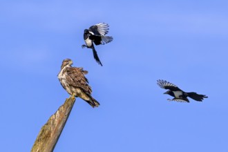 Two Eurasian magpies (Pica pica) in flight harassing, mobbing common buzzard (Buteo buteo) perched