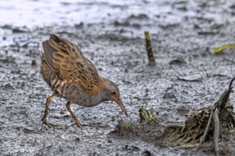 European water rail (Rallus aquaticus) foraging along muddy pond shore at marshland in late summer