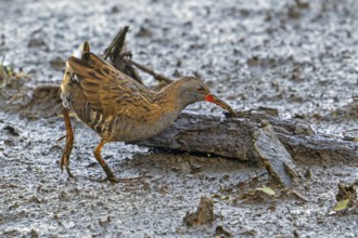 European water rail (Rallus aquaticus) foraging along muddy pond shore at marshland in late summer