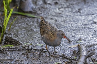 European water rail (Rallus aquaticus) foraging along muddy pond shore at marshland in late summer