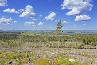 Lone pine tree amidst clearcut area, clearcutting, clearfelling is a forestry, logging practice in
