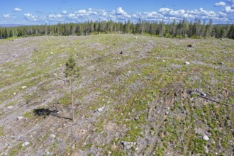Lone pine tree amidst clearcut area, clearcutting, clearfelling is a forestry, logging practice in