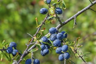 Blackthorn, sloe (Prunus spinosa, Druparia spinosa) close-up of deciduous shrub showing blue fruit,