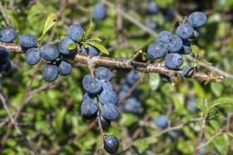 Blackthorn, sloe (Prunus spinosa, Druparia spinosa) close-up of deciduous shrub showing blue fruit,