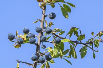 Blackthorn, sloe (Prunus spinosa, Druparia spinosa) close-up of deciduous shrub showing blue fruit,