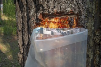 Collecting resin from Aleppo pine tree in plastic bag for flavouring the resinated wine retsina on