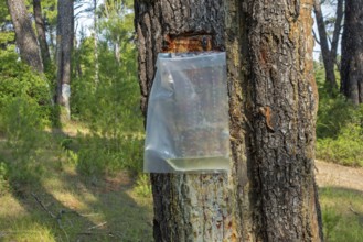 Collecting resin from Aleppo pine tree in plastic bag for flavouring the resinated wine retsina on